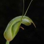 Pterostylis ophioglossa Meyve