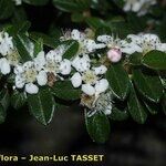 Cotoneaster integrifolius Anders