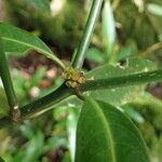 Psychotria psychotrioides その他の提案