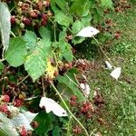 Rubus fruticosus Hábitos