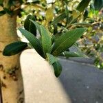 Olea europaea برگ