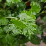 Pelargonium odoratissimum Leaf