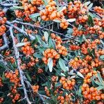 Pyracantha angustifolia Ffrwyth