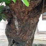 Barringtonia asiatica 樹皮