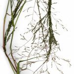 Eragrostis orcuttiana Хабит