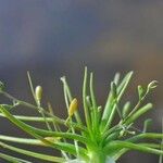 Subularia aquatica Vivejo