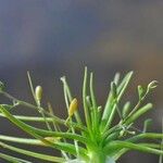 Subularia aquatica Habitus