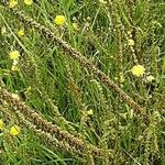 Reseda luteola Frucht