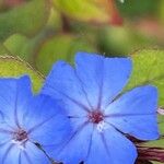 Ceratostigma willmottianum Blüte