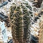 Pachycereus pecten-aboriginum Hoja