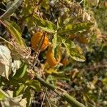 Passiflora caeruleaफल