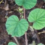 Ipomoea ficifolia Lehti