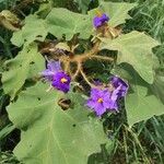 Solanum crinitum موطن