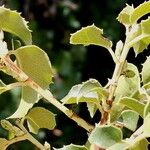 Prunus ilicifolia ഇല