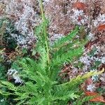 Achillea filipendulina Habit