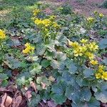 Ranunculus cortusifolius Habit