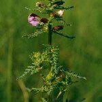 Pedicularis palustris Žiedas