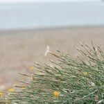 Dianthus crinitus Hábito