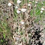 Papaver somniferum Habitus