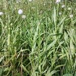 Succisella inflexa 葉