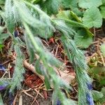 Echium vulgare Листок