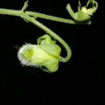 Kohleria tigridia Fruit