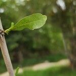 Tecomella undulata Folha