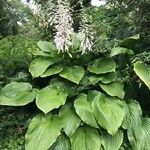 Hosta longipes Blüte