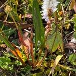 Bistorta vivipara Leaf