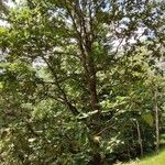 Quercus canariensis Habit