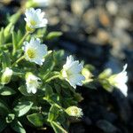 Cerastium latifolium Kwiat