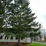 Pseudotsuga menziesii Alkat (teljes növény)