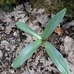 Prospero obtusifolium Leaf