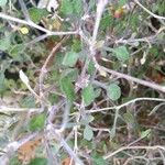 Corokia cotoneaster Fulla