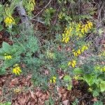 Cytisus nigricans Habit