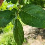 Diospyros loureiroana Blatt