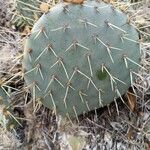 Opuntia phaeacantha পাতা