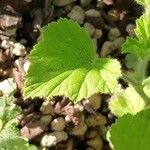 Pelargonium cucullatum Blad