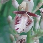 Chrysoglossum ornatum Flor