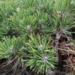Pinus mugoYaprak