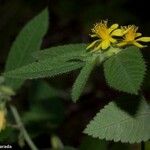 Corchorus orinocensis Çiçek