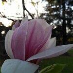 Magnolia x soulangeana Άλλα