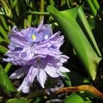 Pontederia crassipes Цвят