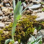 Leontopodium himalayanum