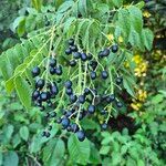 Clausena anisata Frucht