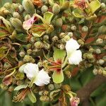 Afzelia bipindensis Flor
