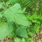 Scrophularia alpestris Leaf