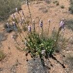 Penstemon palmeri Hábito