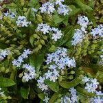 Myosotis sylvatica ശീലം