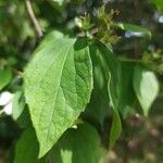 Philadelphus pubescens Leaf